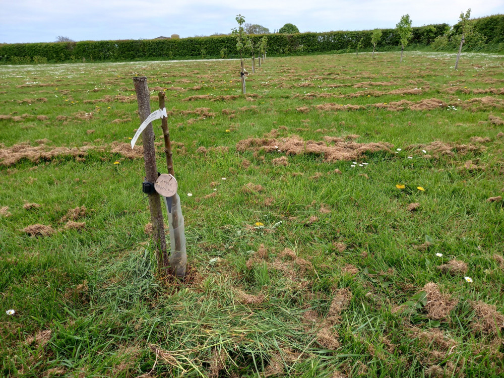 Trees in community orchard vandalised (Picture credit: Shotley peninsula Nub News)