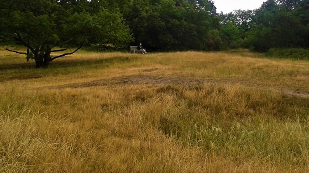 Have you wondered why we sometimes fence off areas of the common? if it is necessary to fell a tree? what is the benefit of a reed bed? Have you wondered why we sometimes fence off areas of the common? if it is necessary to fell a tree? what is the benefit of a reed bed?