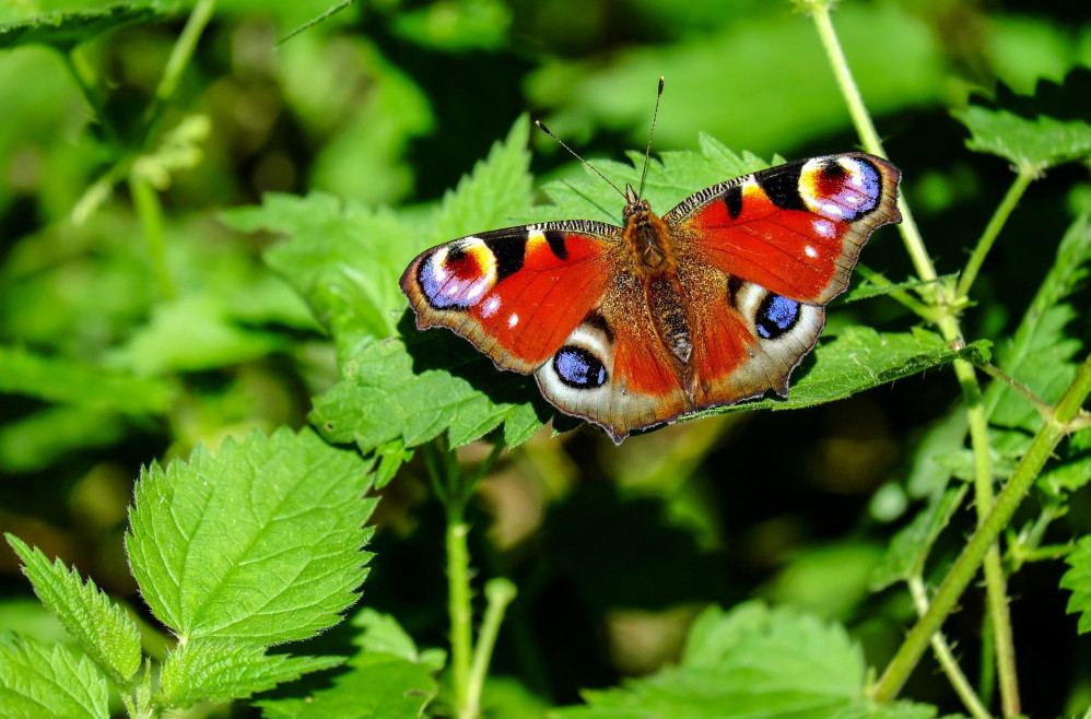 Wildlife gardening