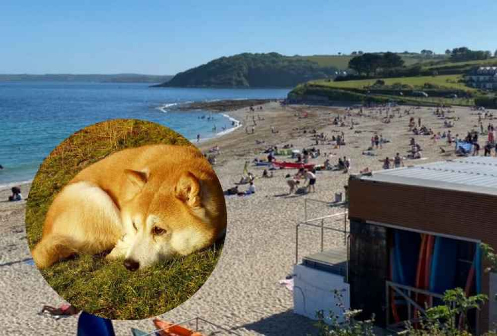 Dog ban on Gylly Beach from next week. 