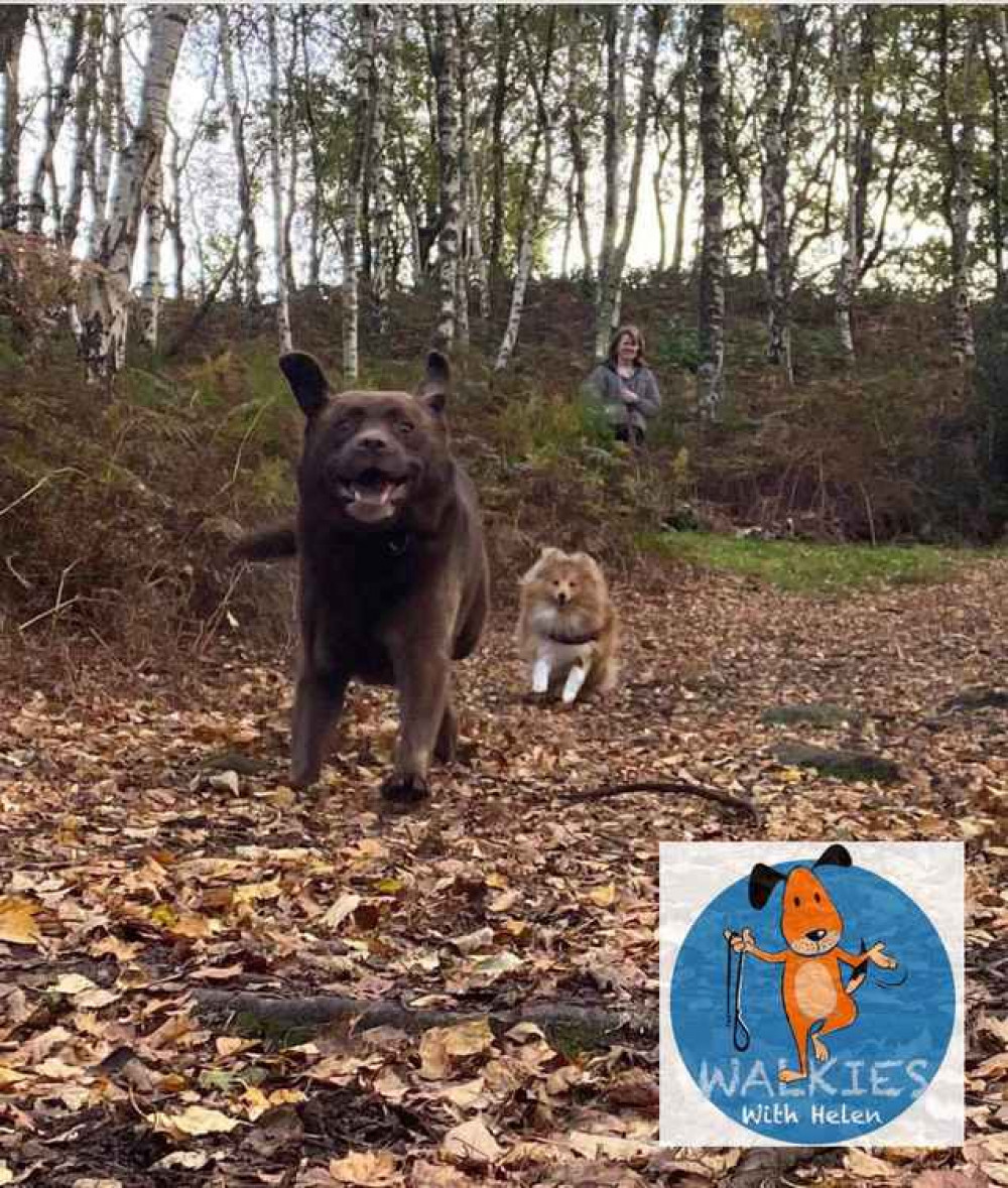 Helen's dog Poppy is very pleased that she decided to start her dog walking business