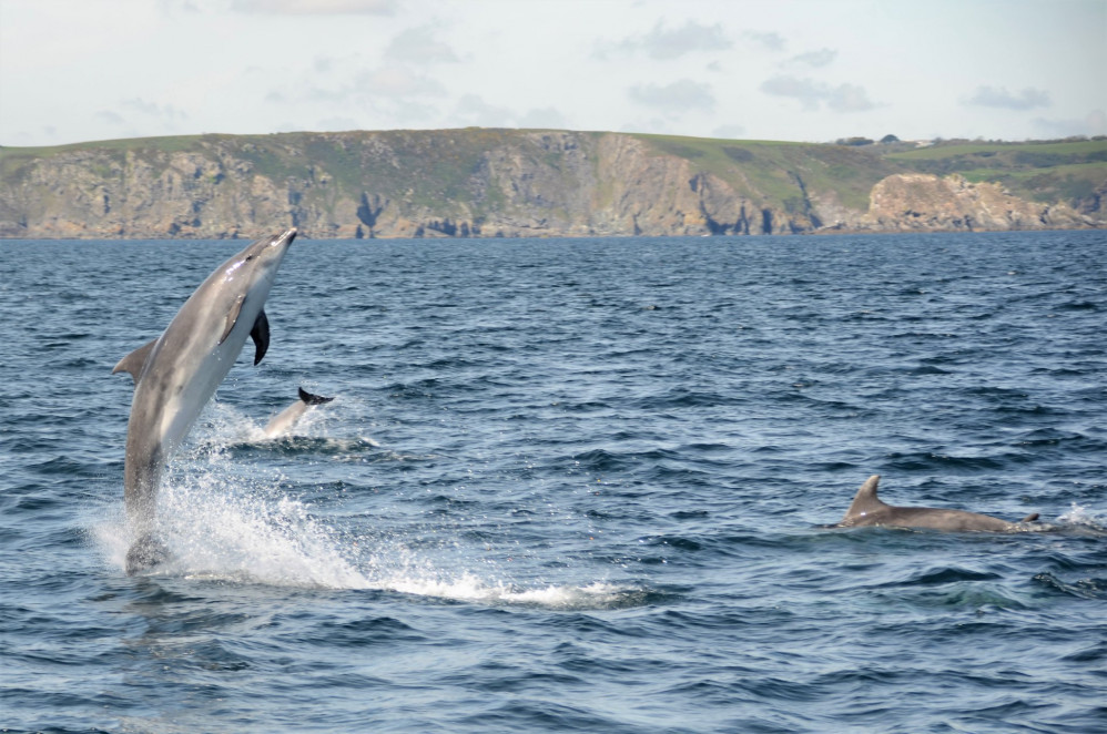 A pod of over 200 dolphins was recorded by AK Wildlife Cruises on Saturday. Credit: Georgia Bardua.