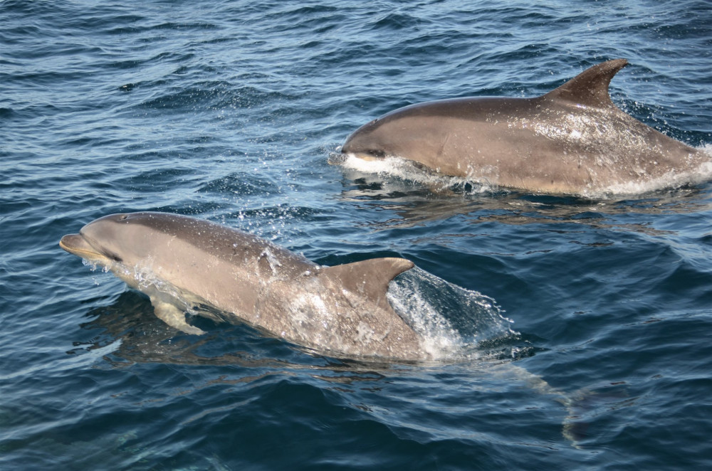 A pod of over 200 dolphins was recorded by AK Wildlife Cruises on Saturday. Credit: Georgia Bardua.