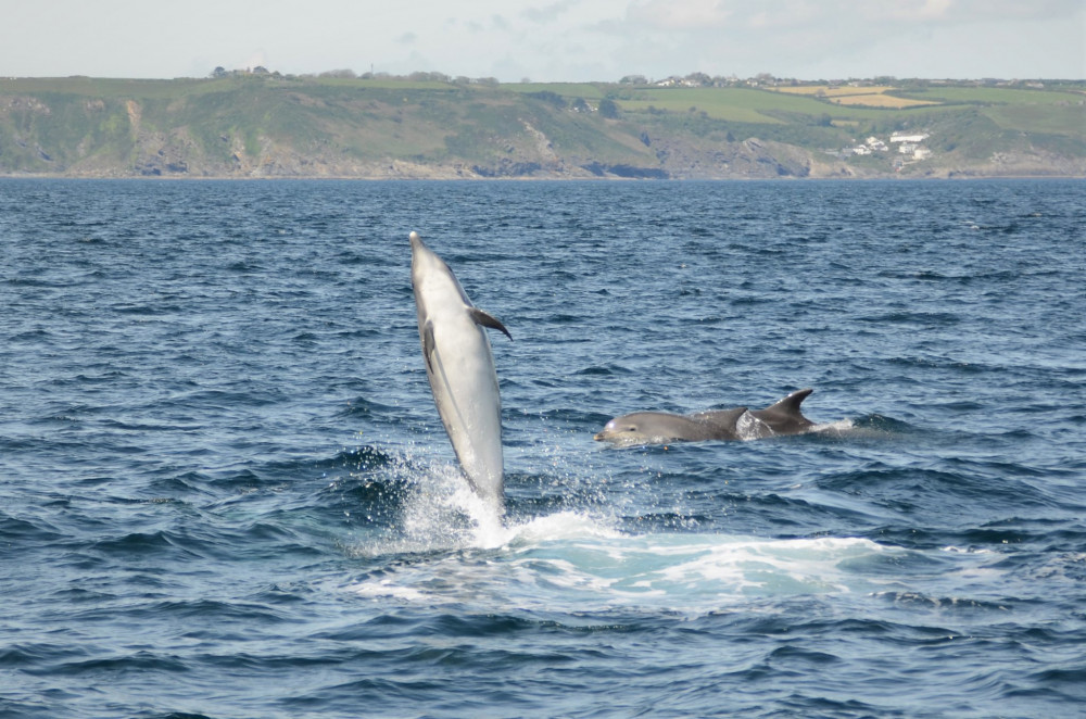 A pod of over 200 dolphins was recorded by AK Wildlife Cruises on Saturday. Credit: Georgia Bardua.