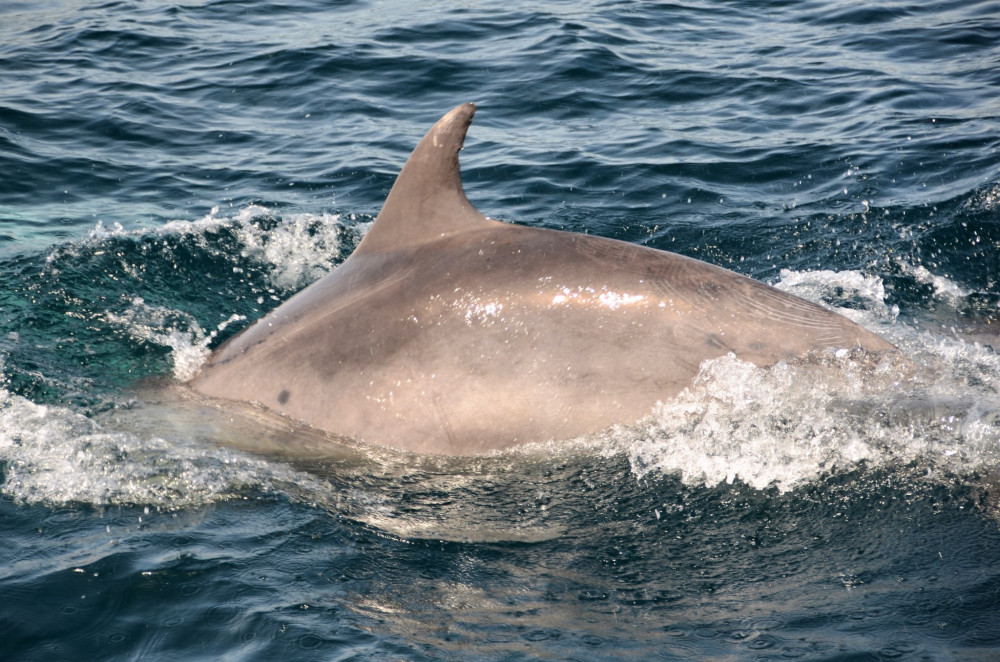 A pod of over 200 dolphins was recorded by AK Wildlife Cruises on Saturday. Credit: Georgia Bardua.