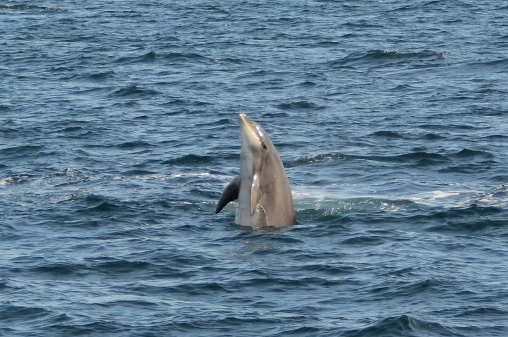 A pod of over 200 dolphins was recorded by AK Wildlife Cruises on Saturday. Credit: Georgia Bardua.