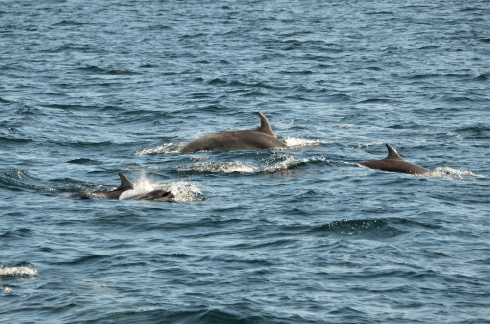 A pod of over 200 dolphins was recorded by AK Wildlife Cruises on Saturday. Credit: Georgia Bardua.