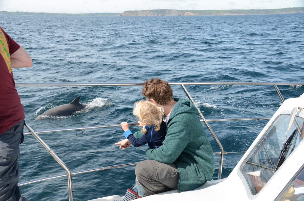 A pod of over 200 dolphins was recorded by AK Wildlife Cruises on Saturday. Credit: Georgia Bardua.