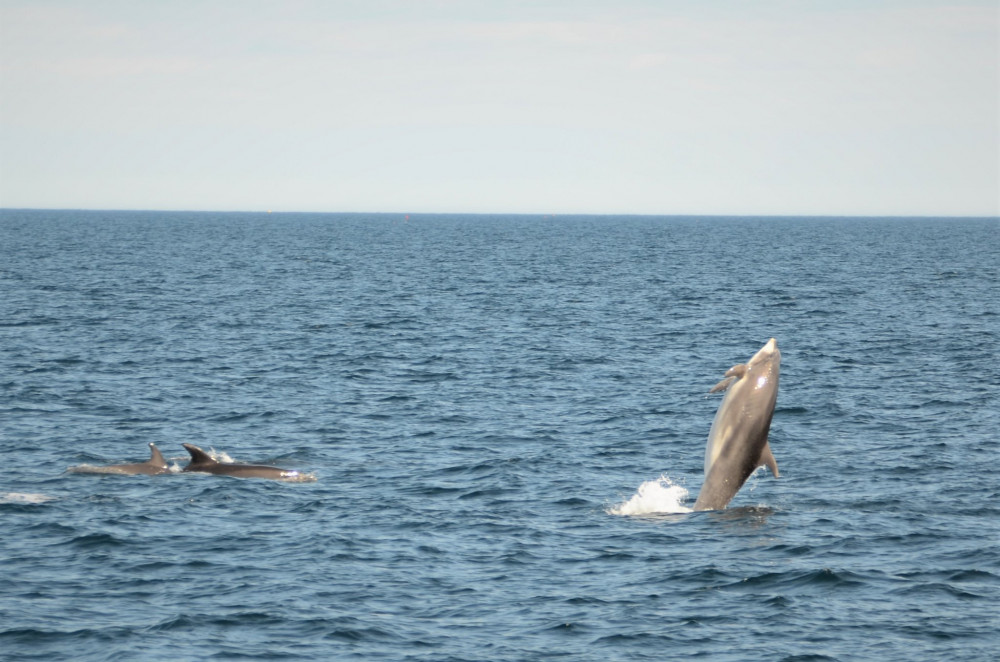 A pod of over 200 dolphins was recorded by AK Wildlife Cruises on Saturday. Credit: Georgia Bardua.