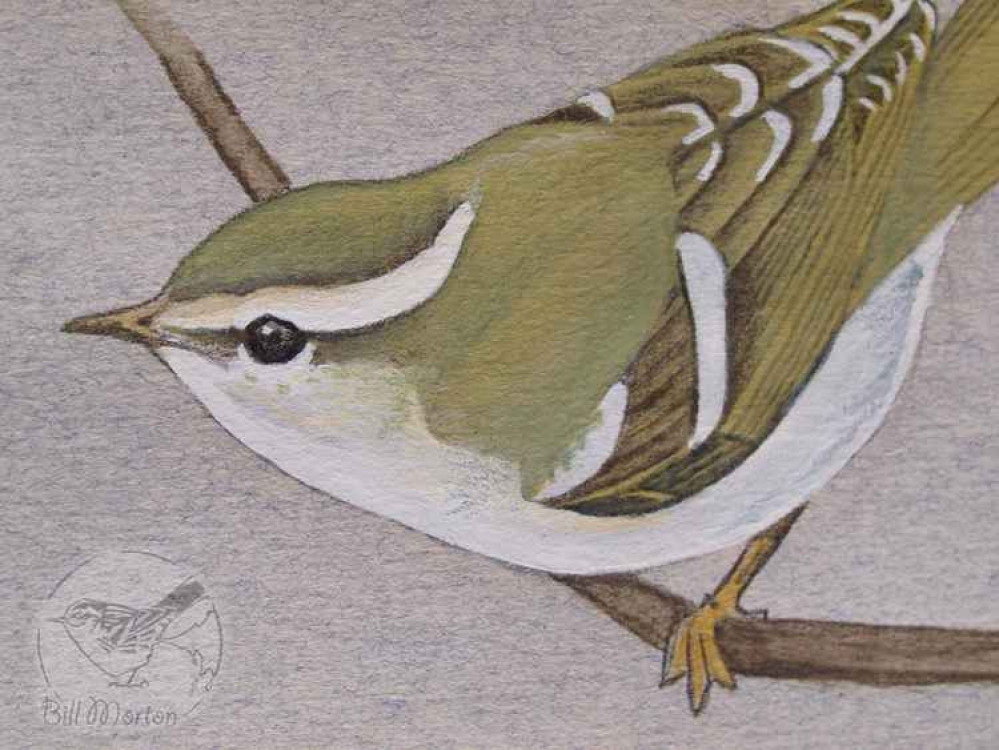Bill's beautiful paintings are the product of years of observation and practice Bill's beautiful paintings are the product of years of observation and practice