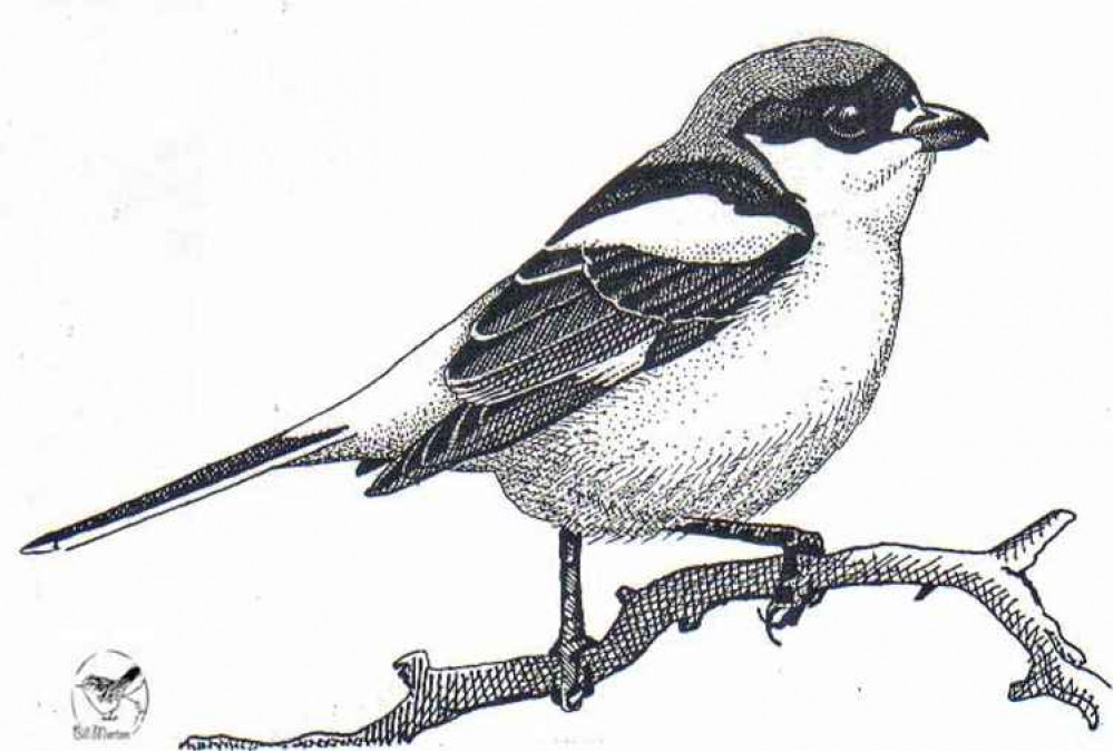 Line drawing of a woodchat shrike Line drawing of a woodchat shrike