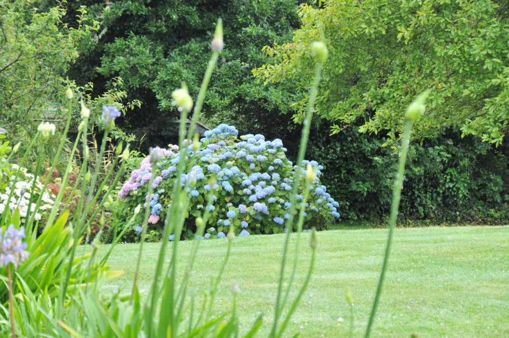 Hydrangea in Mawnan Garden opening as part of the Jubilee Jaunt.