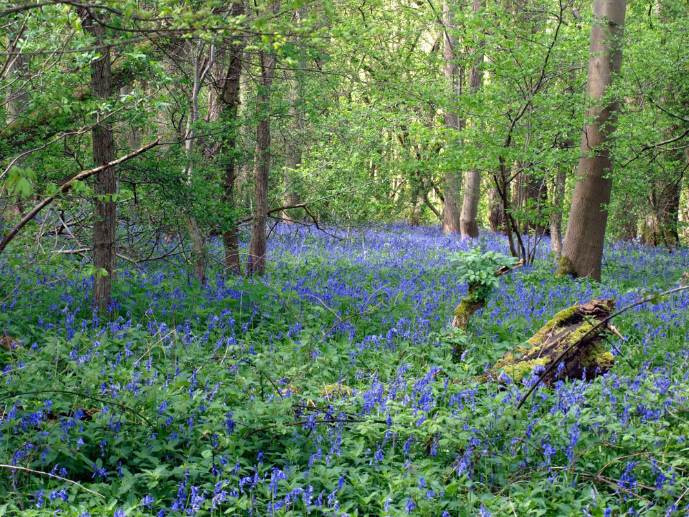 Plant species Grove Farm is home to include to welted thistle, hairy violet, pepper saxifrage and adders tongue fern (Image: Unsplash)