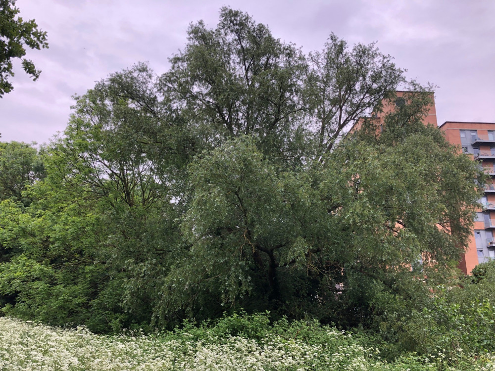 The old crack willow tree set to be chopped down