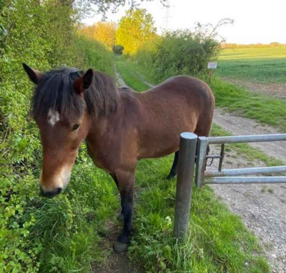 Horse knows its in trouble (picture credit: Suffolk police)