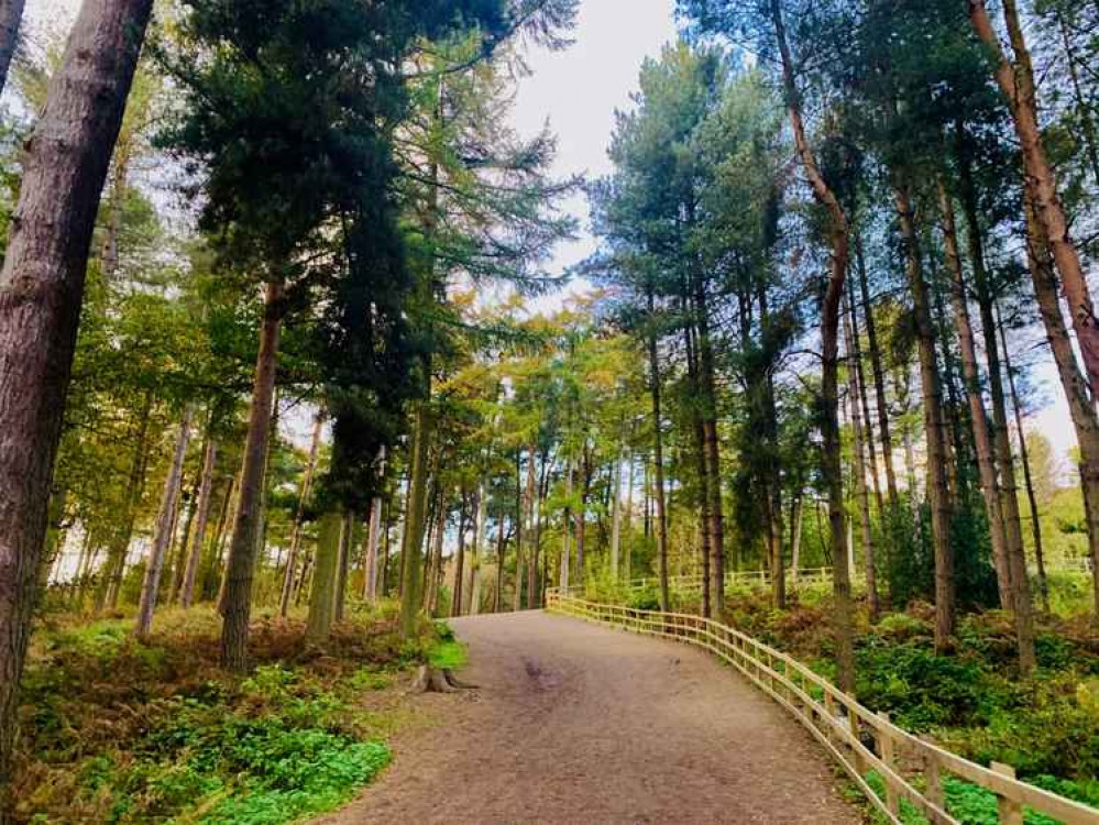 Delamere Forest Delamere Forest