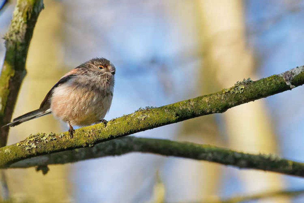 Hob Hey Wood's bird life Hob Hey Wood's bird life