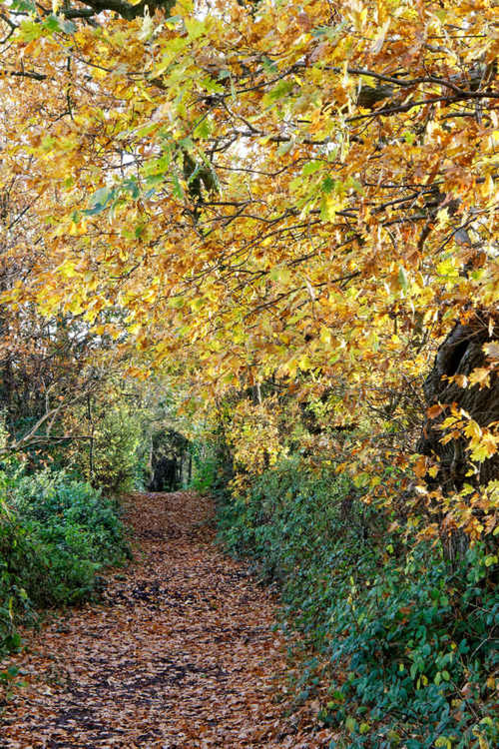 The golden corridors of autumn The golden corridors of autumn