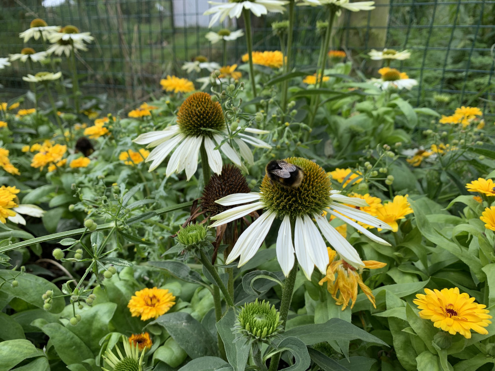 The project will increase biodiversity