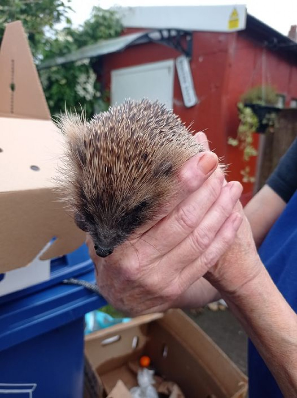 The young underweight hedgehog found in Milton Park 