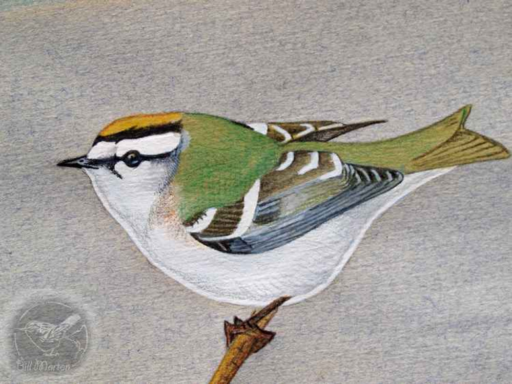 We talked about Bill's art in our article last week. Image of a Firecrest taken from Bill's art website, Hoodoocrow We talked about Bill's art in our article last week. Image of a Firecrest taken from Bill's art website, Hoodoocrow