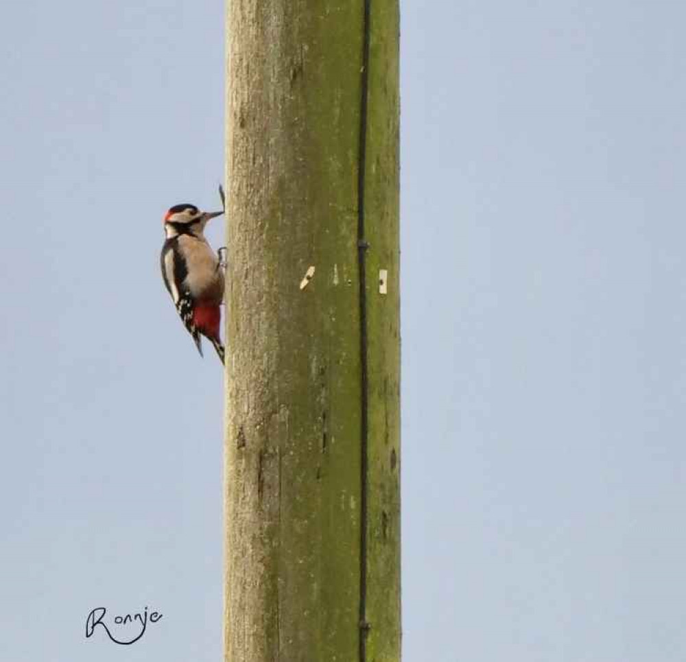 Great Spotted Woodpecker by Ron Brumby, taken from Frodsham Marsh Bird Blog Great Spotted Woodpecker by Ron Brumby, taken from Frodsham Marsh Bird Blog