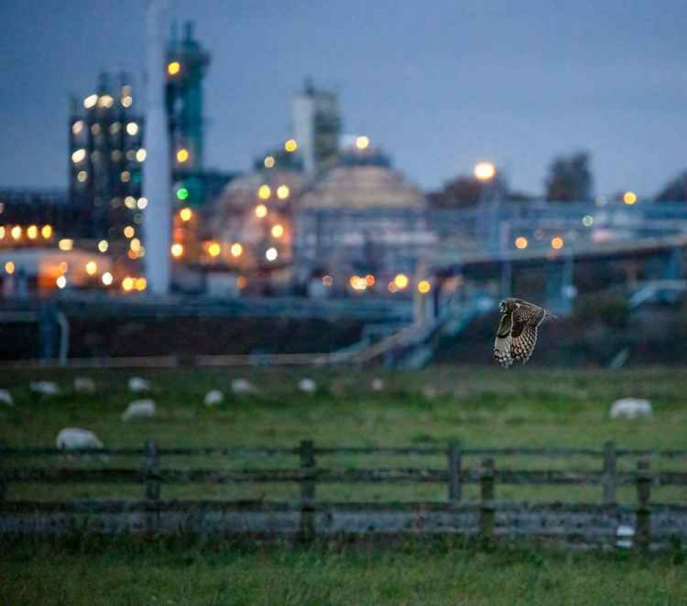 This eerie image of a Short-eared Owl was taken by Phil Barker (Frodsham Marsh Bird Blog) This eerie image of a Short-eared Owl was taken by Phil Barker (Frodsham Marsh Bird Blog)