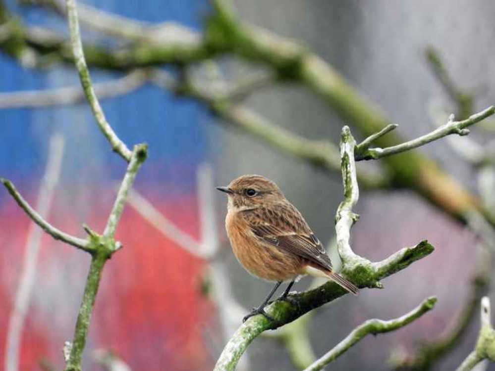Stonechat by Paul Ralston, taken from Frodsham Marsh Bird Blog Stonechat by Paul Ralston, taken from Frodsham Marsh Bird Blog
