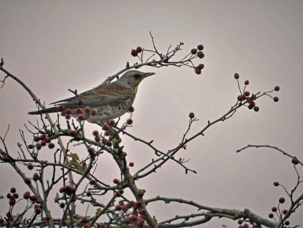 Fieldfare by Paul Ralston, taken from Frodsham Marsh Bird Blog Fieldfare by Paul Ralston, taken from Frodsham Marsh Bird Blog