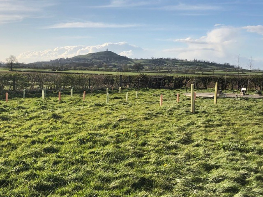 Trees planted by Reimagining the Levels near Glastonbury Tor