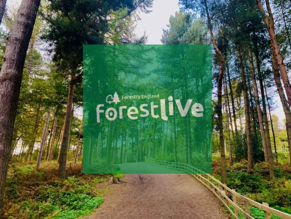 Doves will come to Delamere Forest as part of the Forest Live 2021 event Doves will come to Delamere Forest as part of the Forest Live 2021 event