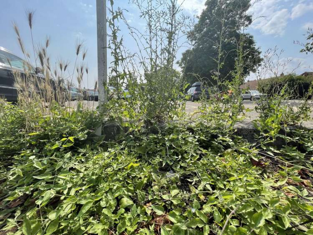 The pictures taken in this article are from the 21 July, showing a lot of the weeds have not yet been dealt with.