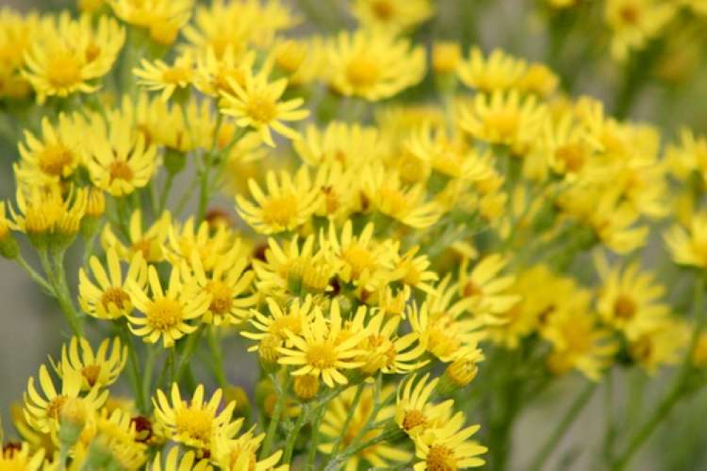 Ragwort (Picture credit: Julie Deer) Ragwort (Picture credit: Julie Deer)