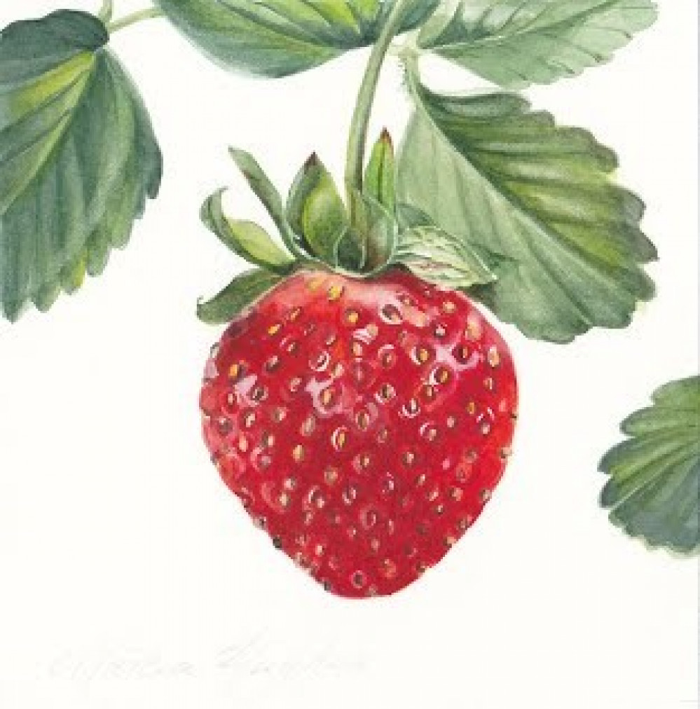 Botanical Art - Drawing and Watercolour - 3 Days Botanical Art - Drawing and Watercolour - 3 Days