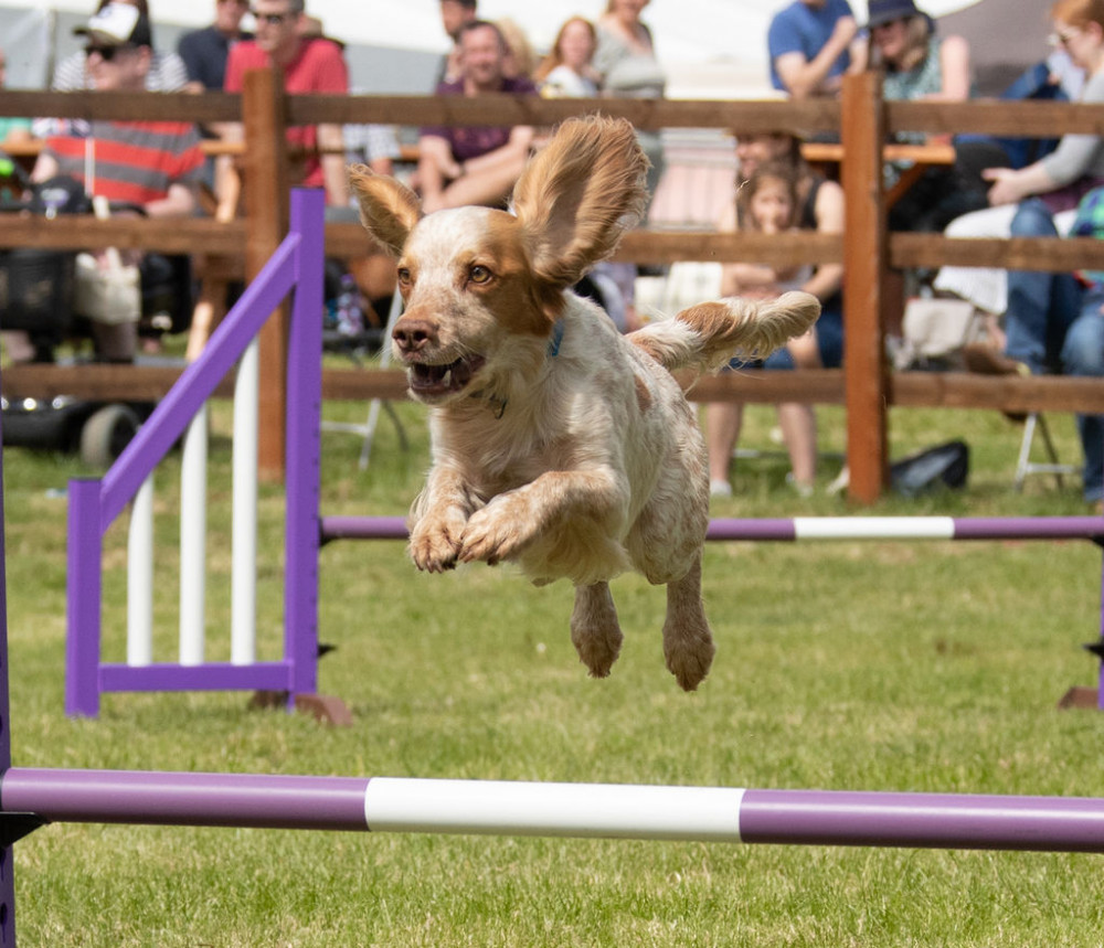 Pawsability Dog Agility