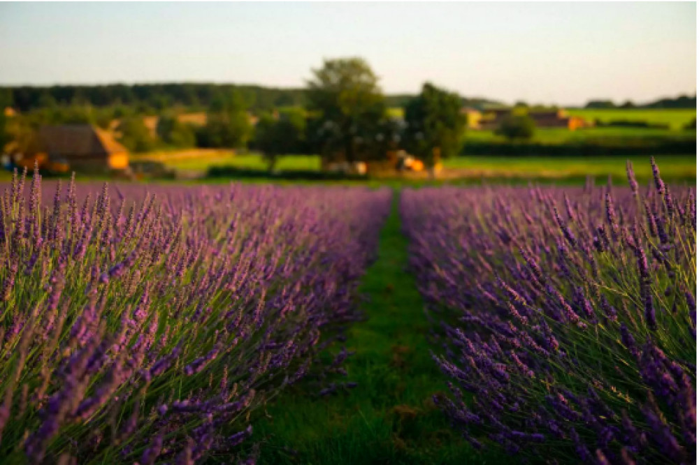 Warwickshire Lavender Farm on Watery Lane will open to the public on June 16 (Image supplied)