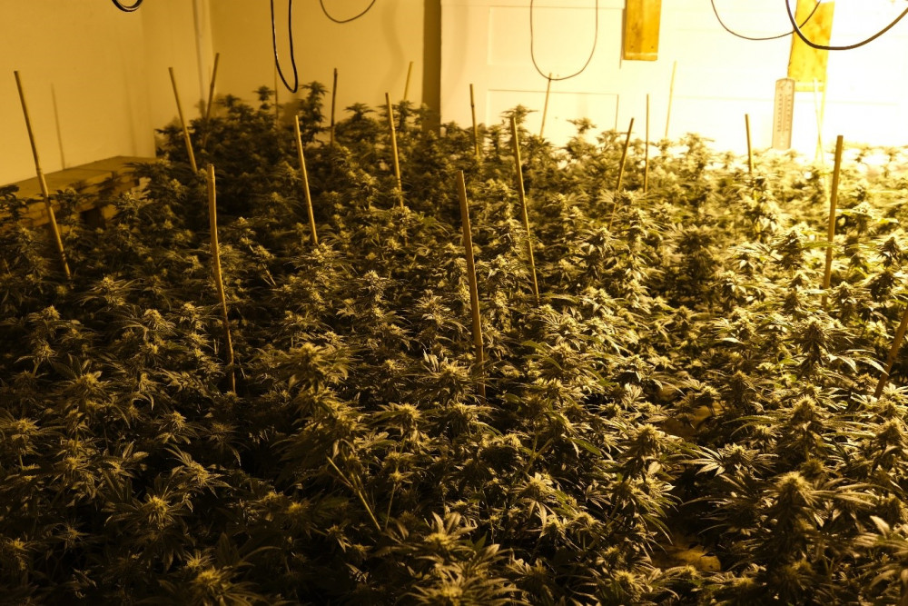 Police have arrested a man in Hucknall at his home following the discovery of eight cannabis plants in an upstairs bedroom. Pictured: Cannabis plants recovered from a raid in Retford which happened the day before the Hucknall discovery and arrest. Photo courtesy of Nottinghamshire Police.