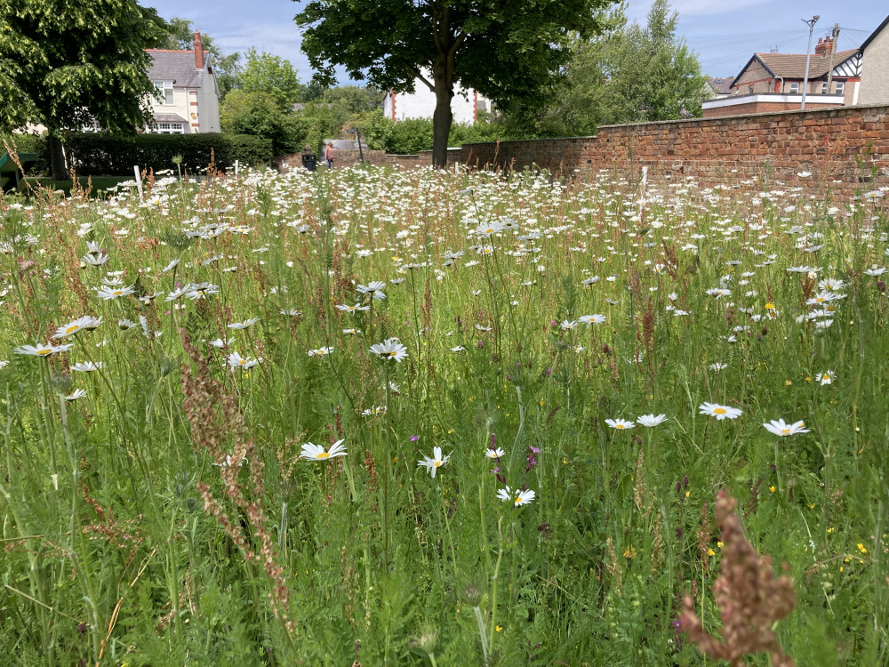 The Wildflowers on the Puddydale Project