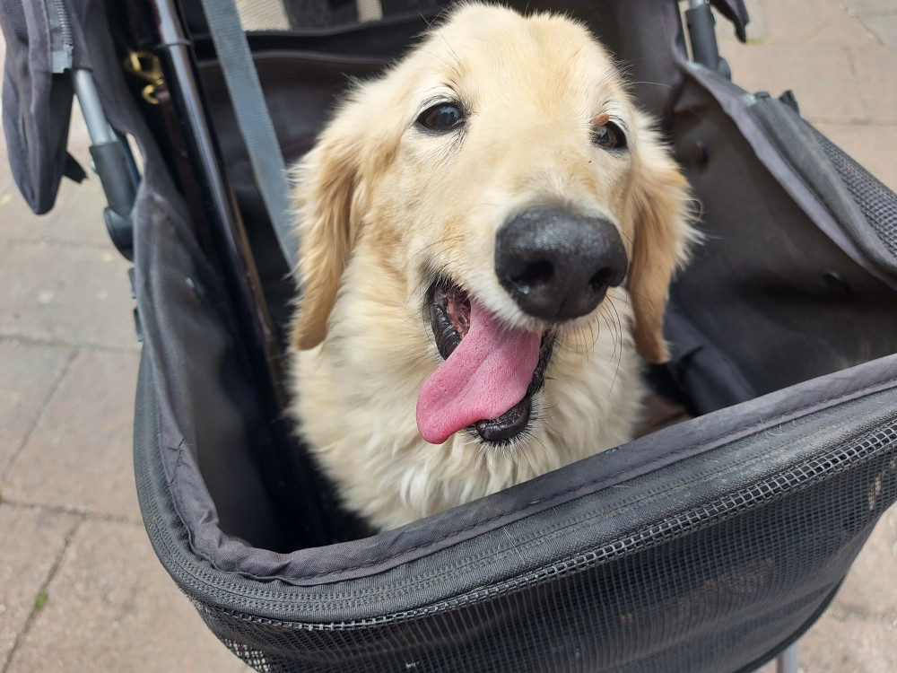 Excessive panting can be a sign of a problem - but not if your dog is normally like this Excessive panting can be a sign of a problem - but not if your dog is normally like this