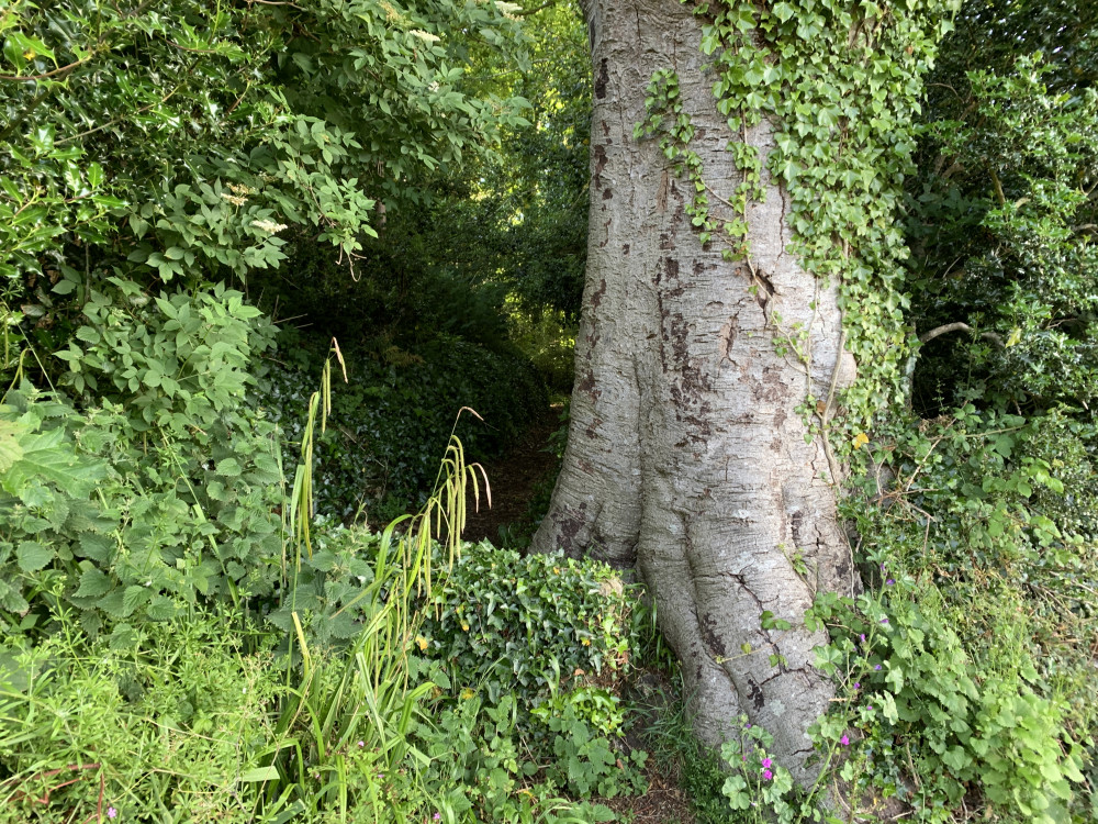 Turn left down the hidden footpath