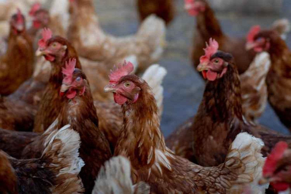 13,000 birds were 'humanely culled' to prevent the spread of the disease