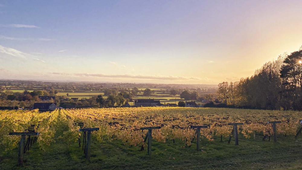 Wraxall Vineyard. Photo ©Wraxall Vineyard