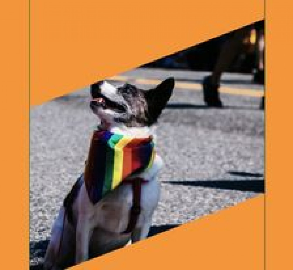 Pride dog (image courtesy of Abii Lavery)