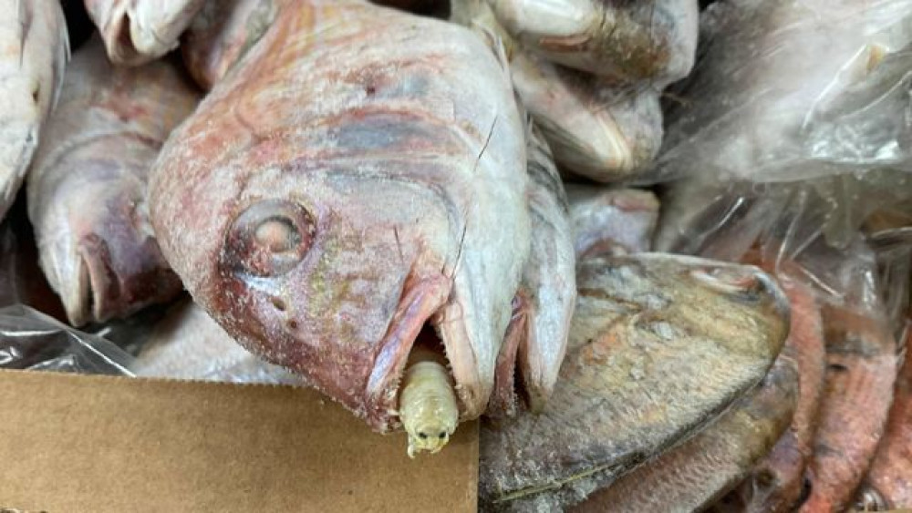 Parasites found in fish at Port of Felixstowe (Picture credit: SCPHA) Parasites found in fish at Port of Felixstowe (Picture credit: SCPHA)
