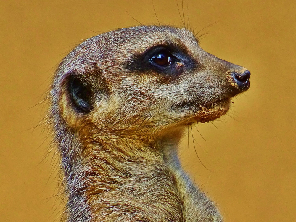 Photo by SevenStorm JUHASZIMRUS: https://www.pexels.com/photo/brown-meerkat-424999/