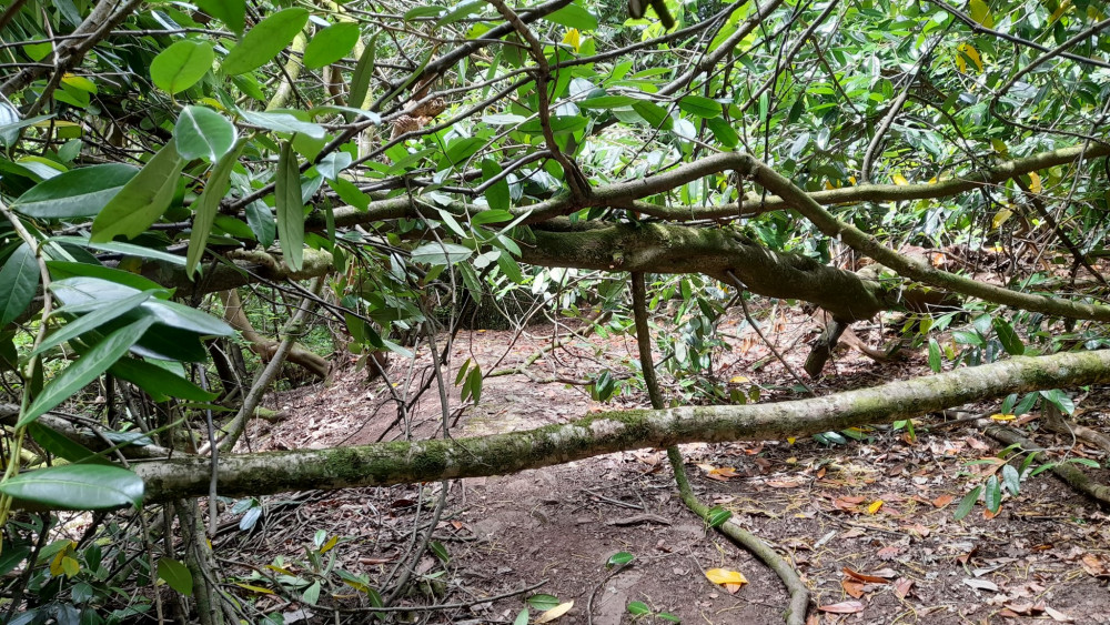 This was the path 