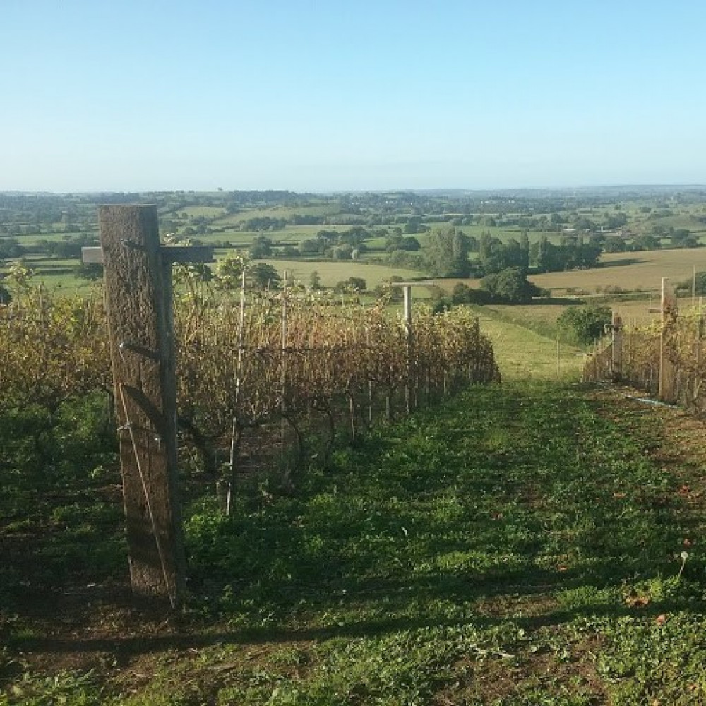 Tour a local vineyard during English Wine Week