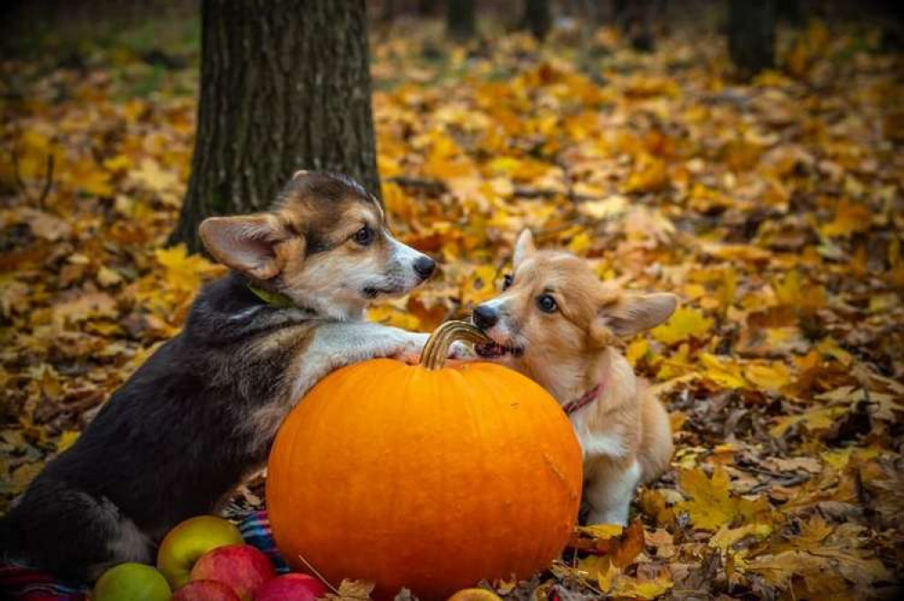 Dogs carving a pumpkin