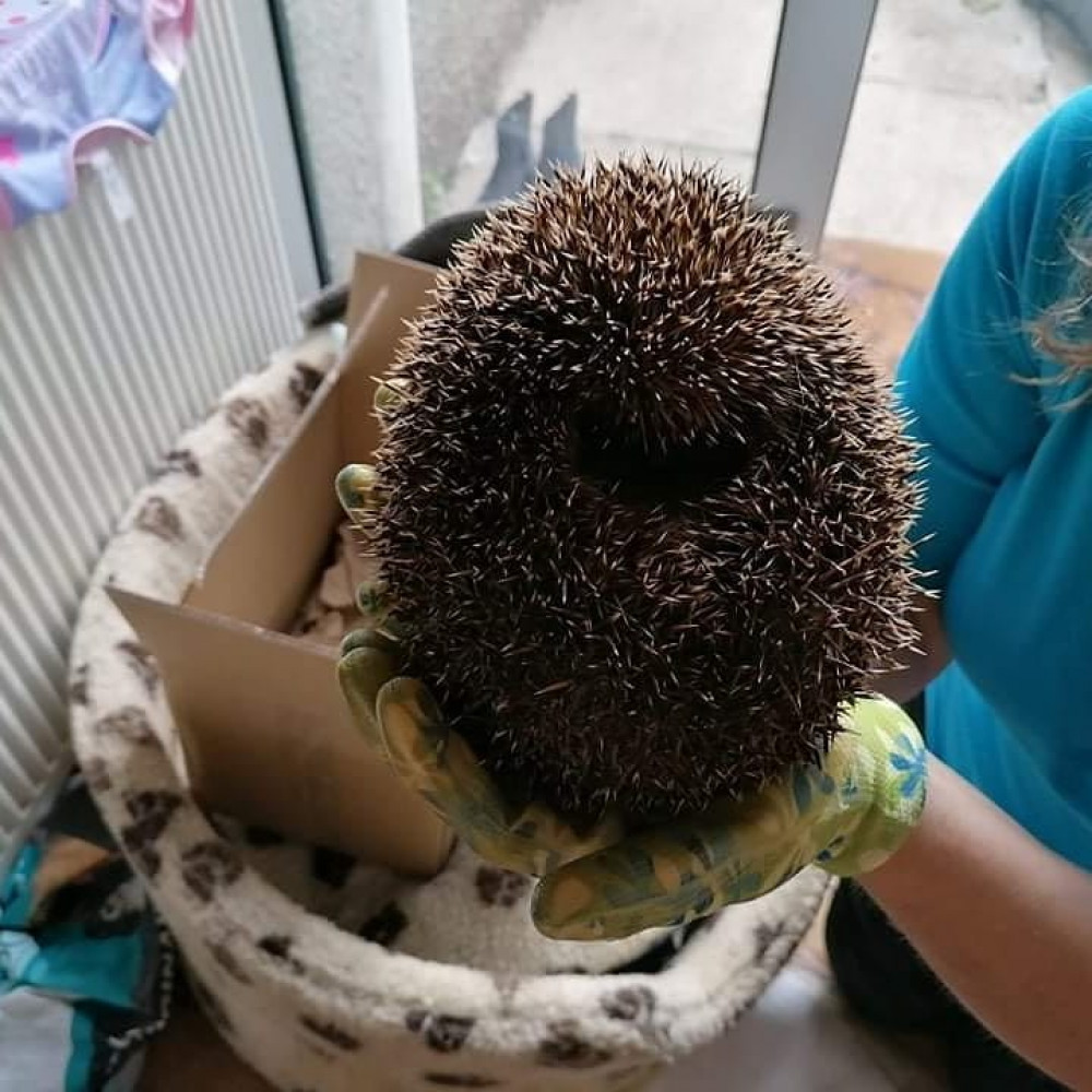 One of the hedgehogs being cared for by Porthleven Harbour Hedgie Rescue.