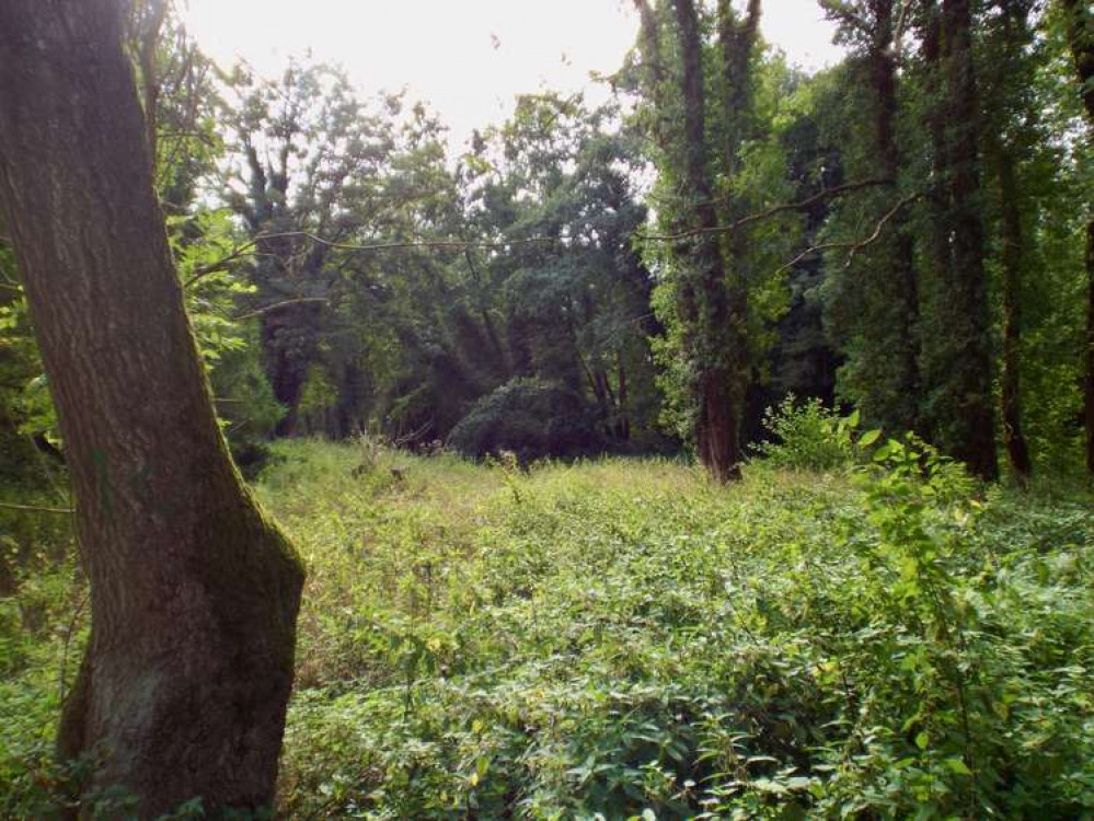 Trees for Life can be planted at Broom Hill woods